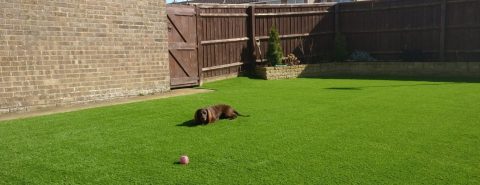 Artificial Grass