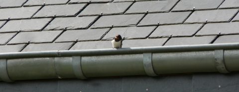 Tiled & Slate Roofs