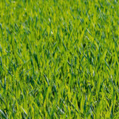 Artificial Grass Company Loudwater